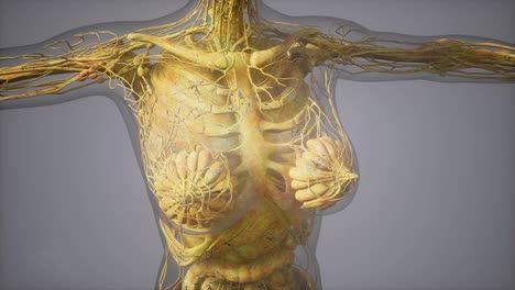 model-showing-anatomy-of-human-body-illustration